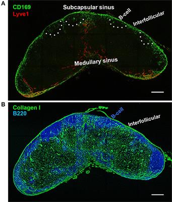 Lymph Node Subcapsular Sinus Macrophages as the Frontline of Lymphatic Immune Defense